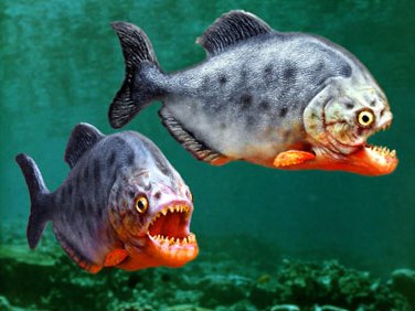 Piranha pool
